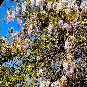 I am a Poshmark ambassador💞💕